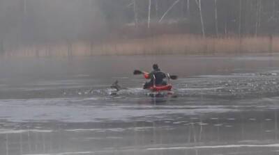 В Смолевичском районе спасатели вытащили из воды тонущую косулю