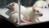 “Омикроном” людей могли заразить мыши &#8211; ученые