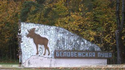 Делегация Верховной контрольной палаты Польши обсудила с КГК Беларуси сохранение Беловежской пущи