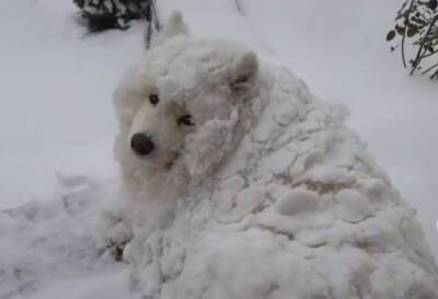 Сеть покорил самоед, который так любит снег, что сам решил стать сугробом: видео