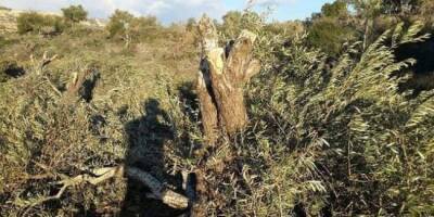 Сирийская оппозиция вырубила 820 оливковых деревьев