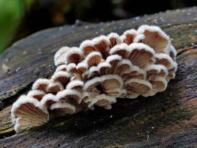 Вредные последствия мутаций компенсируются у древесного гриба другими мутациями
