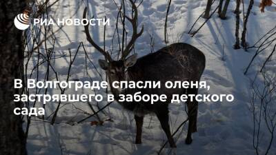 Спасатели вытащили оленя, застрявшего в заборе детсада в Волгограде, и выпустили в лес
