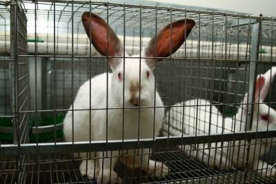 В Волгограде ученые проверили «ЭпиВакКорону» на кроликах