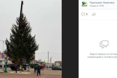 На площади поселка в Белгородской области установили 33-летнюю ель, срубленную во дворе местной жительницы