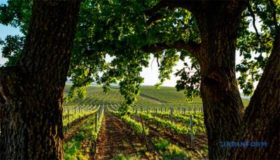 Рада установила минимальный срок пользования землей для виноградарей