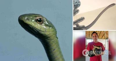 Британская семья обнаружила на своей елке змею - фото и видео