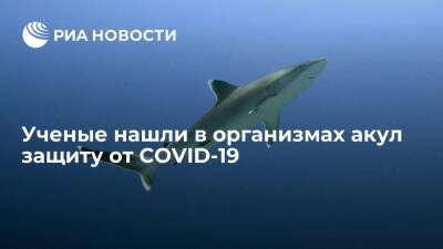 Американские ученые нашли в организмах акул защиту от COVID-19 для людей