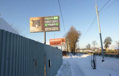 В Тверской области появилась социальная реклама с собакой Пандой и другими подопечными зооволонтеров