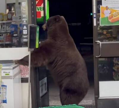 В США медведь пробрался в супермаркет(видео)