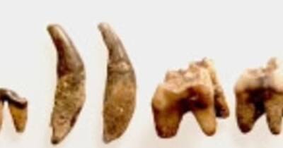 Однажды в палеолите. Ученые нашли в Америке останки собаки родом из Азии, им 13 тыс. лет