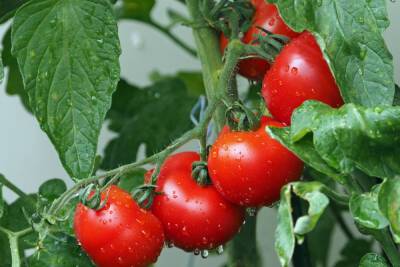 «Дары природы» Всеволожского района вдвое сократили время сбора томатов