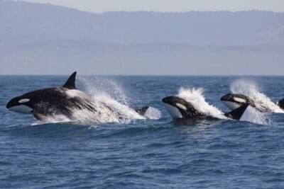 Запрет Госдумы по отлову китов назвали "лохотроном"