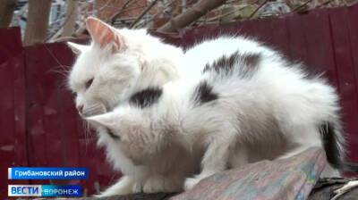 «Без меня будут голодать». В воронежском посёлке пенсионерка создала приют для 40 кошек
