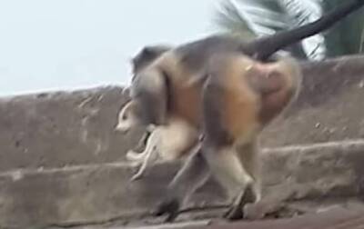 В одном из сел Индии обезьяны убили 250 собак