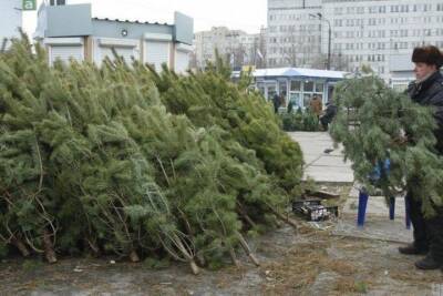 Вырубка елок к новому году запрещена в Дагестане
