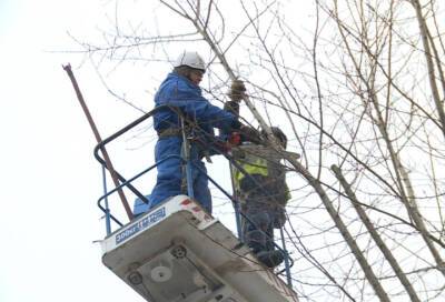 Специалисты рассказали, как в Выборге идут работы по сносу аварийных деревьев