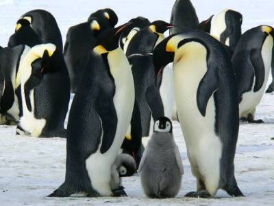 Animal Behaviour: Люди очень сильно бесят пингвинов