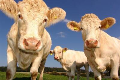 В Бурятии двух коров убило электрическим током во время выпаса