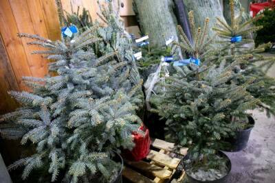 В России предложили выдавать нуждающимся семьям сладости, украшения и елки к Новому году