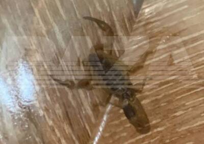 В Подмосковье 11-летнюю девочку укусил скорпион