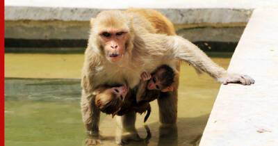 Разъяренные обезьяны убили 250 щенков в отместку за смерть одного из своих детенышей - profile.ru - Индия