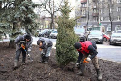 В Воронеже высадили 11 голубых елей в сквере на Куцыгина