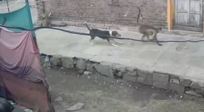 В Индии стая обезьян терроризирует целую деревню, перебиты все собаки