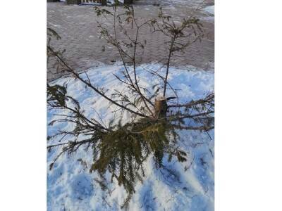 Четырехметровую ель в Челябинске спилили подростки