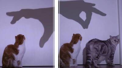 Мужчина устроил для своих котов "теневое представление" (Видео)