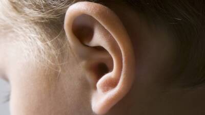 Генетики из Бостонской больницы разработали механизм возвращения потерянного слуха