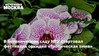 В ботаническом саду МГУ стартовал фестиваль орхидей «Тропическая зима»