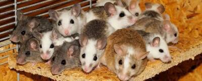 Биолог Баранова уверена, что «Омикрон» появился в результате передачи вируса мышам
