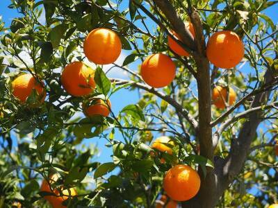 Апельсин: полезные свойства и вкусные рецепты