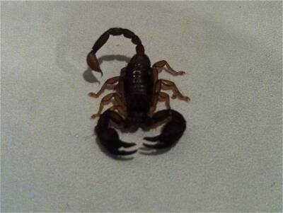 В Подмосковье девочку укусил скорпион, выскочивший из мешка с игрушками