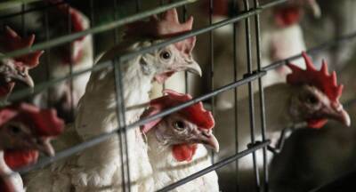 Жареный петух клюнул: как вспышка птичьего гриппа повысила цены на яйца и мясо