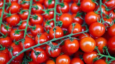 «Дары природы» в Ленобласти похвастались томатным урожаем