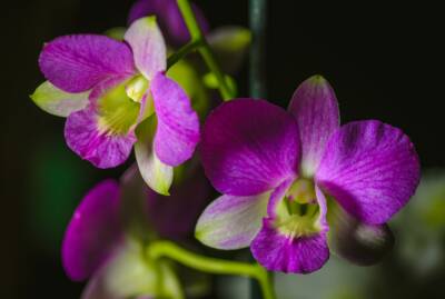 Орхидеи и бромелии распустятся в Ботаническом саду перед Новым годом