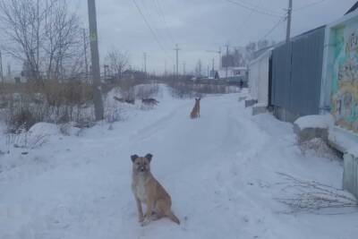 На массовые нападения собак пожаловались жители пригорода Новосибирска