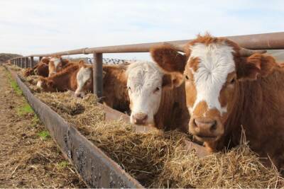 Коров из Дании привезли на ферму в Башкирии