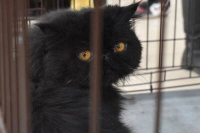 Семь котов нашли хозяев на выставке-раздаче бездомных животных «День хвоста» в Новосибирске
