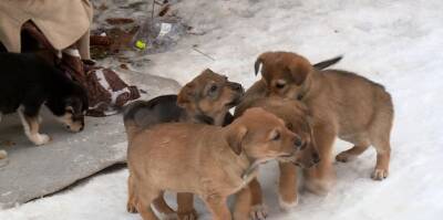 Под новогоднюю ёлку в рязанской Солотче подкинули 8 щенков