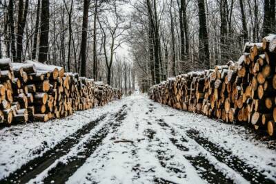 В Хабаровском крае за 2 недели «черные» лесорубы вырубили лес на 1,6 млн