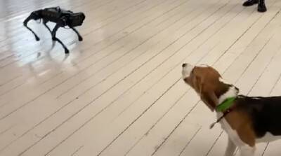 Что ты такое? Пес не очень рад знакомству с роботом (Видео)