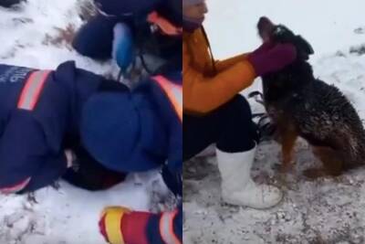 В Новосибирске спасатели вытащили овчарку из глубокой ямы