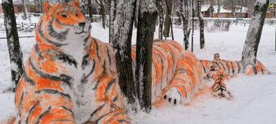 Тигриное семейство встречает удивленных прохожих в Карелии (ФОТО)
