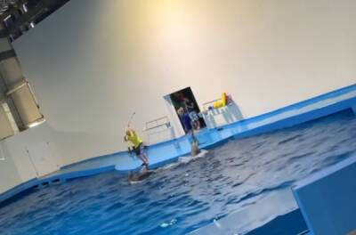 В Госдуме проверят видео с издевательством над дельфинами в Екатеринбурге