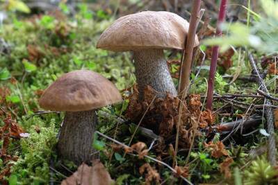 В Беловежской пуще ученые нашли грибы, чьи свойства помогут бороться с раком