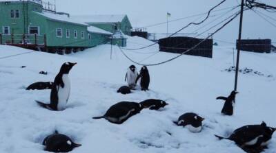 На украинской станции в Антарктиде зафиксировали рекордный уровень снега за 20 лет