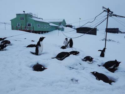 Антарктида - На станции "Академик Вернадский" зафиксировали рекорный за 20 лет уровень снега - gordonua.com - Украина - Антарктида - станция Академик Вернадский